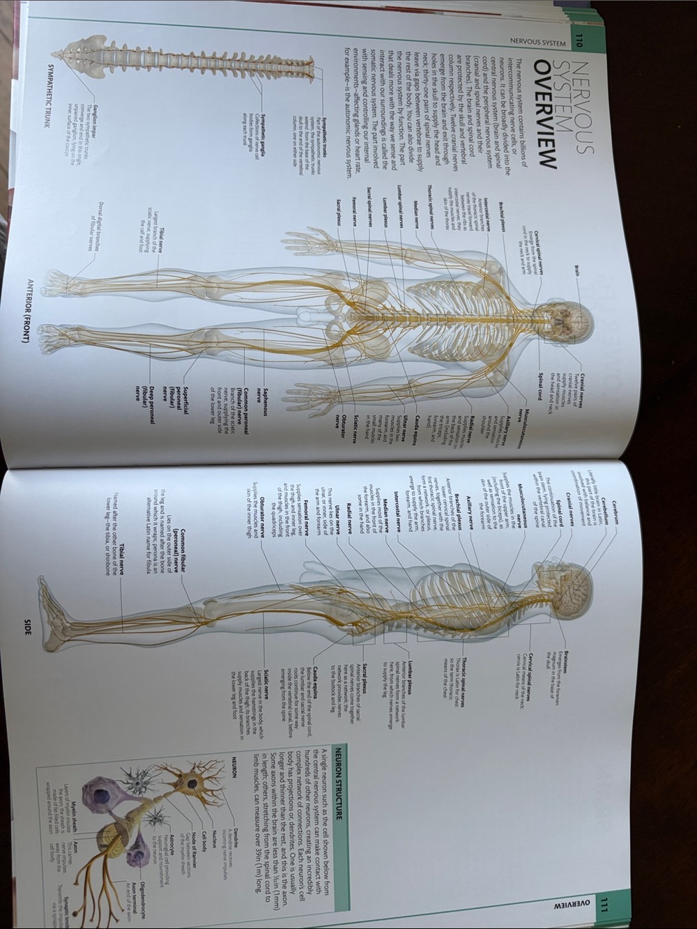 Human Anatomy - Picture 2 of 4